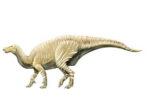 백악기(白堊紀, Cretaceous period: 1억4,500만~6,600만 년 전)(2/4)