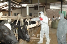 남양주시, 전국 확산 구제역 유입차단 총력 대응