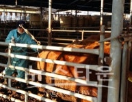 충주시, 구제역 예방을 위해 전 행정력 집중