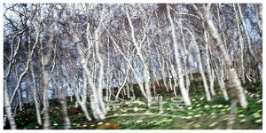 미술관 자작나무숲, 원종호 사진展『深 淵』개최