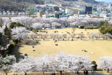 순천향대학교, 벚꽃과 클랙식 연주가 만나는 벚꽃음악회 개최