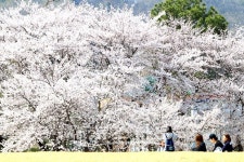 순천향대학교, 벚꽃과 클랙식 연주가 만나는 벚꽃음악회 개최