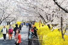 동대문구, 7~9일 중랑천 및 장안벚꽃길서 봄꽃축제 개최