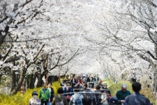 동대문구, 7~9일 중랑천 및 장안벚꽃길서 봄꽃축제 개최