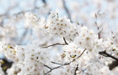 동대문구, 7~9일 중랑천 및 장안벚꽃길서 봄꽃축제 개최