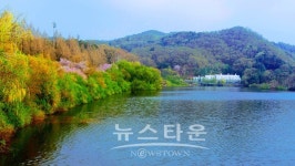 연세대 원주캠퍼스 벚꽃터널