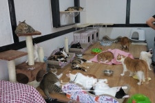 비오칸엠 길 고양이 쉼터 무료봉사