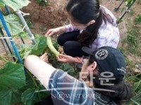 호평중학교 어머니 텃밭 동아리직접 수확한 채소 호평평내 푸드마켓에 전달