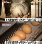 축산물품질평가원에 살충제 계란 번호 확인까지…과해? 평생, 매일 먹어야 해로워