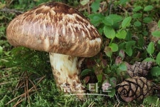 인제국유림관리소 송이·능이버섯 채취 관계자 간담회 실시