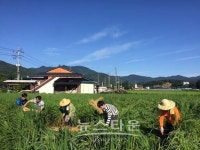 남양주시 수동면, 폭우로 쓰러진 벼 세우기 구슬땀 
