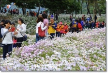 정읍 구절초축제  5미와 5경을 나의 것으로