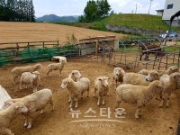 대관령동물테마파크, 대관령주주파크로 새단장 관광객 호평