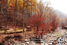 인제군 하늘내린 인제 산림복지지구 지정 확정!