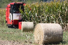 강원도 인제군 조사료 생산 시연회 개최