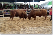 제21회 정읍전국민속소싸움대회 성황리에 피날레