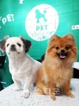 강남애견미용 호텔 펫 유노이아, 애견미용 시 탄산스파 서비스 제공 이벤트
