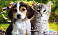 개(犬)가 고양이(猫)보다 더 똑똑하다