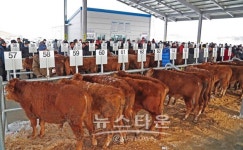 당진축협 송아지 경매시장 1월 9일 첫 개장