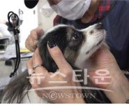 고려직업전문학교 애견미용학과과정, 자격증취득으로 애견미용사 취업 연계