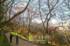 성남시, 벚꽃길 명소 벌터산 축제 열린다