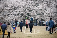 의왕시, 14일 시민과 함께 즐기는 의왕시청 벚꽃축제 개최