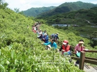 차 시배지 경남 하동서 천년의 향과 맛 느껴보세요