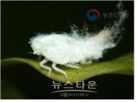 경북농업기술원, 외래 돌발해충 중점방제기간 설정...조기방제 당부