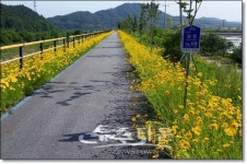 순창군, 적성면 자전거길 금계국 만개