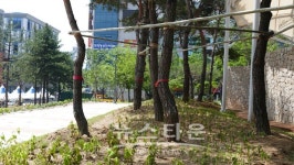 원주 장미공원에 장미가 부실하다