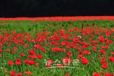 원주시 제11회 용수골 꽃양귀비축제