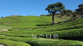 화개동천 야생차밭·섬호정에서 본 섬진강 하동 10景 추가 선정