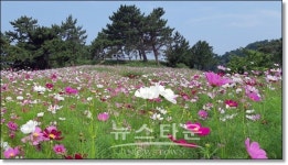 여수 하화도 꽃섬길 코스모스 물결 관광객 손짓