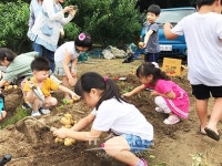 원주시 명륜1동 새마을회, 마을주민이 함께하는 주말농장 감자 수확