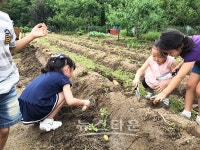 원주시 명륜1동 새마을회, 마을주민이 함께하는 주말농장 감자 수확