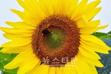 원주시농업기술센터, 추억 찾으러 해바라기 꽃 보러오세요