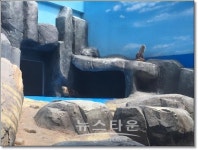 광주광역시, 우치동물원에 한국수달 보러 오세요