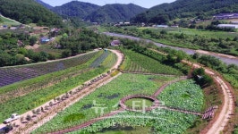 인제 북면 월학1리 김장소마을 연꽃만발