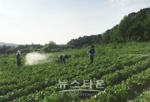 원주시 흥업면, 폭염 및 가뭄 대비 살수 작업 실시