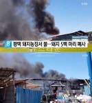평택 돼지 농장서 불, 돈사에 갇힌 돼지 5백여 마리 소사 검은 연기 뒤덮혀…