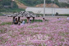 하동 북천 코스모스·메밀꽃축제 9월 21일 개막