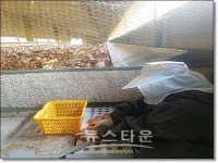 장흥군, 산란계 동물복지 모델 개발 생력화 추진