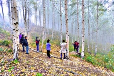 인제 가을, 자작나무 숲에서 힐링하세요!