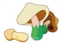 인제군, 자연산 버섯 최대 생산지 메카로