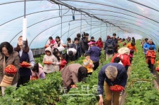 하동 옥종 북방 딸기축제 구경오세요