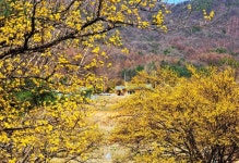 양평 산수유마을에 산수유나무가 사라지고 있다.