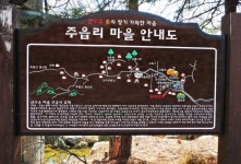 양평 산수유마을에 산수유나무가 사라지고 있다.