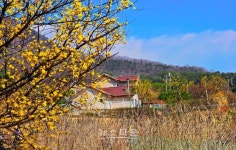 양평 산수유마을에 산수유나무가 사라지고 있다.