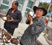 옥천 환평약초마을에서 복령(茯笭) 채취