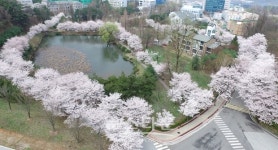 호서대학교, 학생 자치회 주관 벚꽃축제 개최